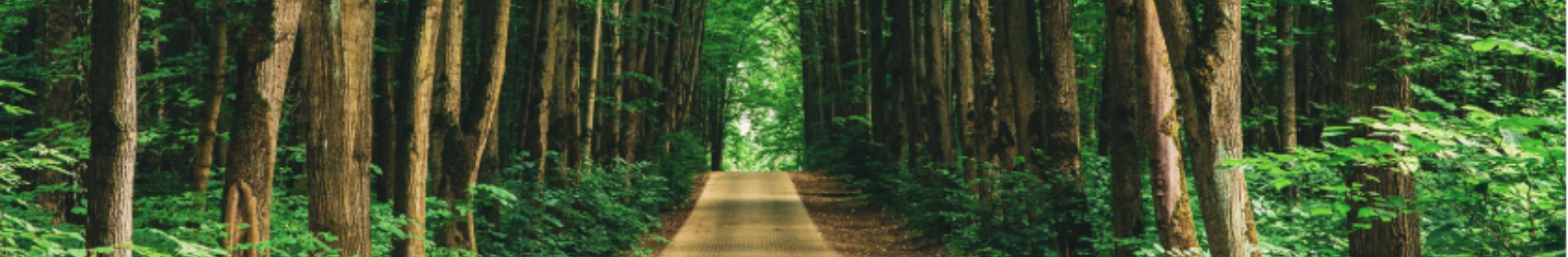 Weg im Wald 2