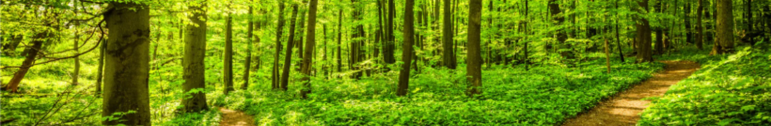 Weg im Wald